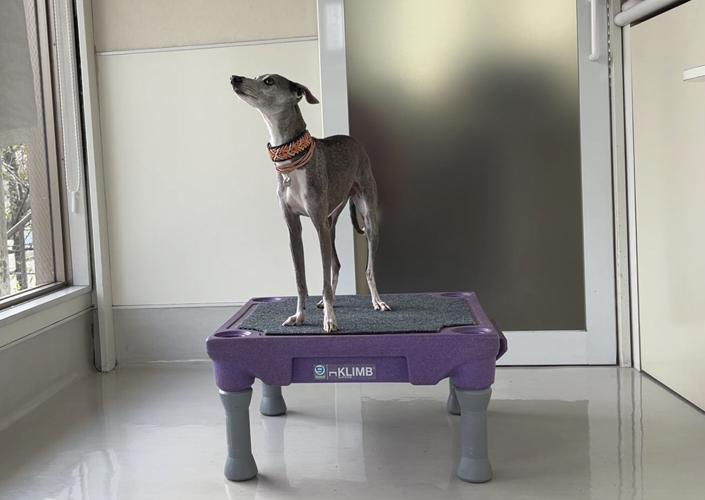 愛犬と家で遊ぼう！その１